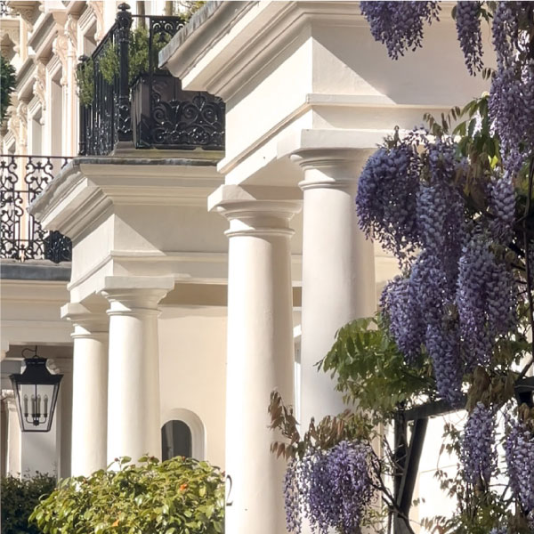 White stucco fronted homes in Belgravia London, covered in purple wisteria flowers