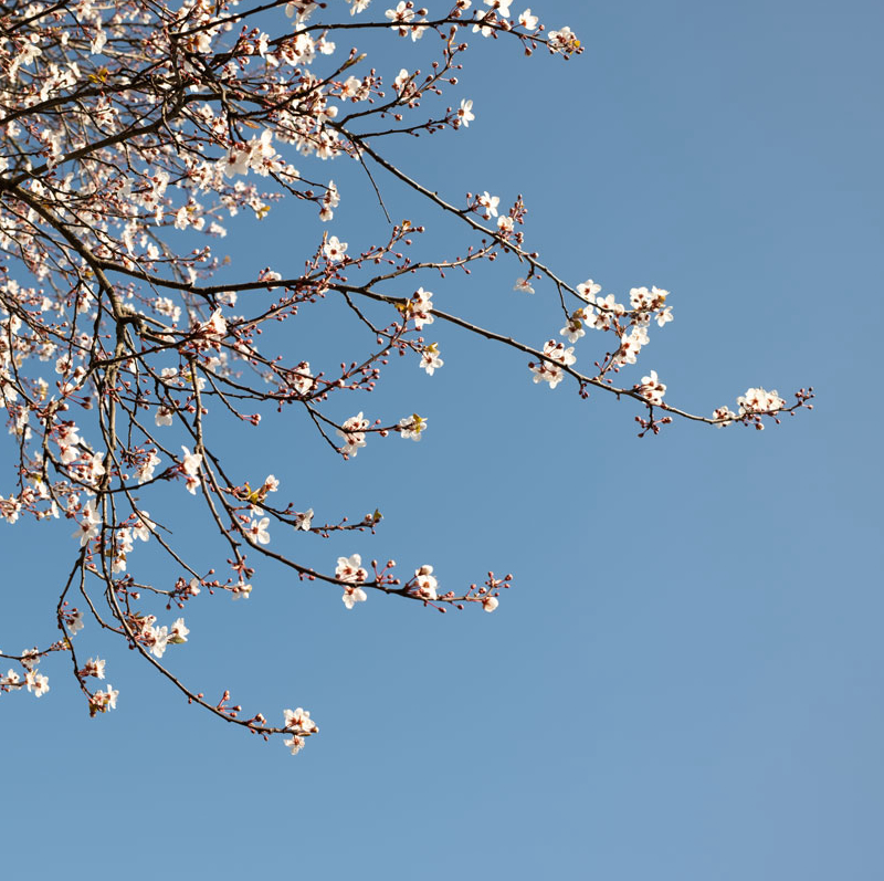 A cherry blossom tree in bloom with a clear blue sky in the background