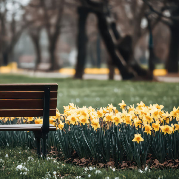 A wooden bench in a park surrounded by yellow daffodils and green grass.